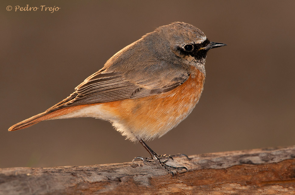 Colirrojo real (Phoenicurus phoenicurus)